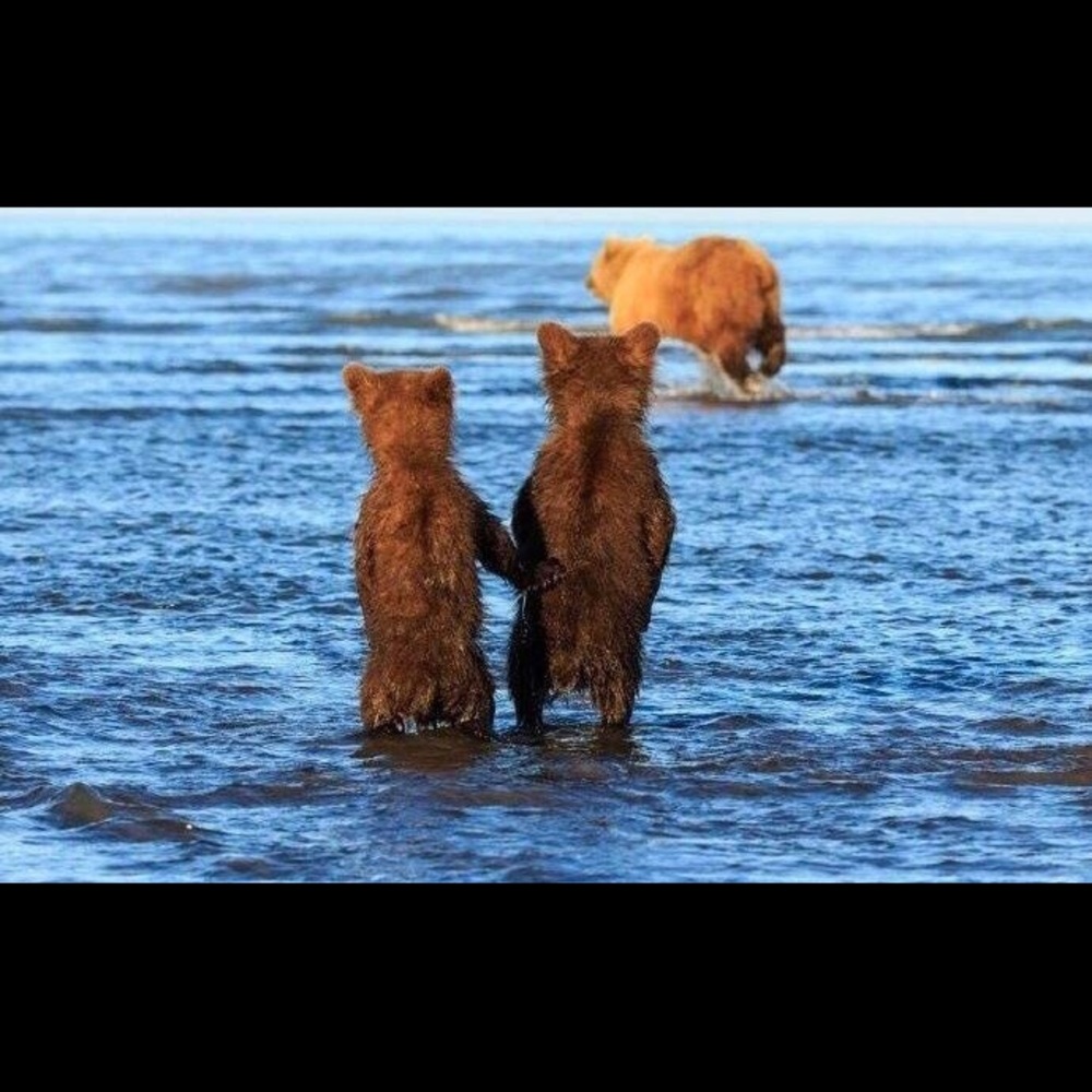 Meet your Posher, Jing